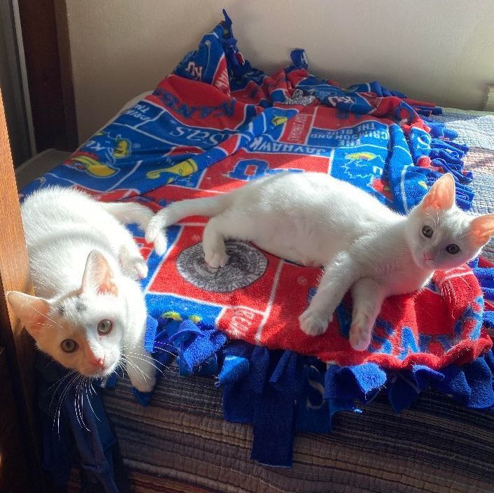 Elsa & Olaf (Raisin kittens), an adoptable Domestic Short Hair in Warminster, PA_image-3