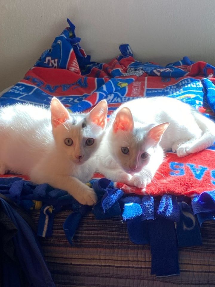 Elsa & Olaf (Raisin kittens), an adoptable Domestic Short Hair in Warminster, PA_image-1