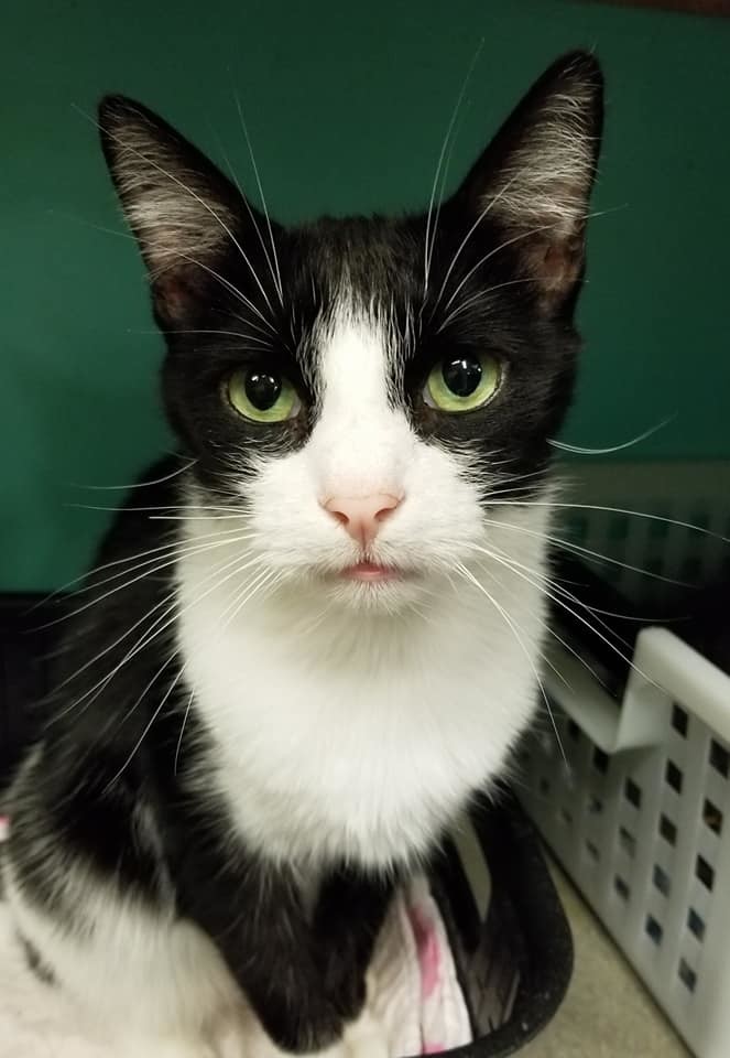 Syd, an adoptable Tuxedo in Naples, FL, 34116 | Photo Image 1