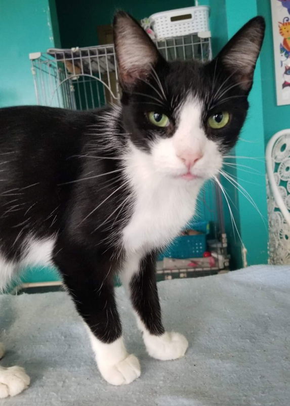 Syd, an adoptable Tuxedo in Naples, FL, 34116 | Photo Image 2