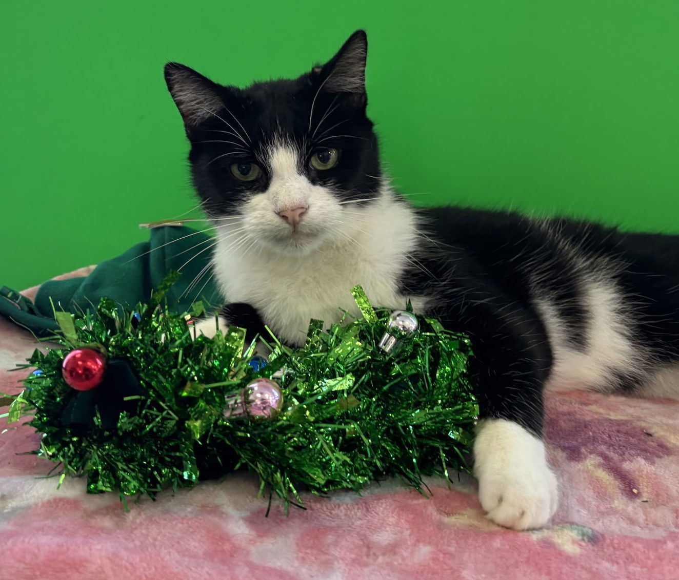 Syd, an adoptable Tuxedo in Naples, FL, 34116 | Photo Image 2