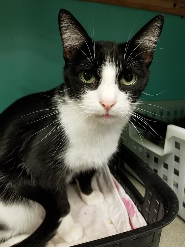 Syd, an adoptable Tuxedo in Naples, FL, 34116 | Photo Image 3