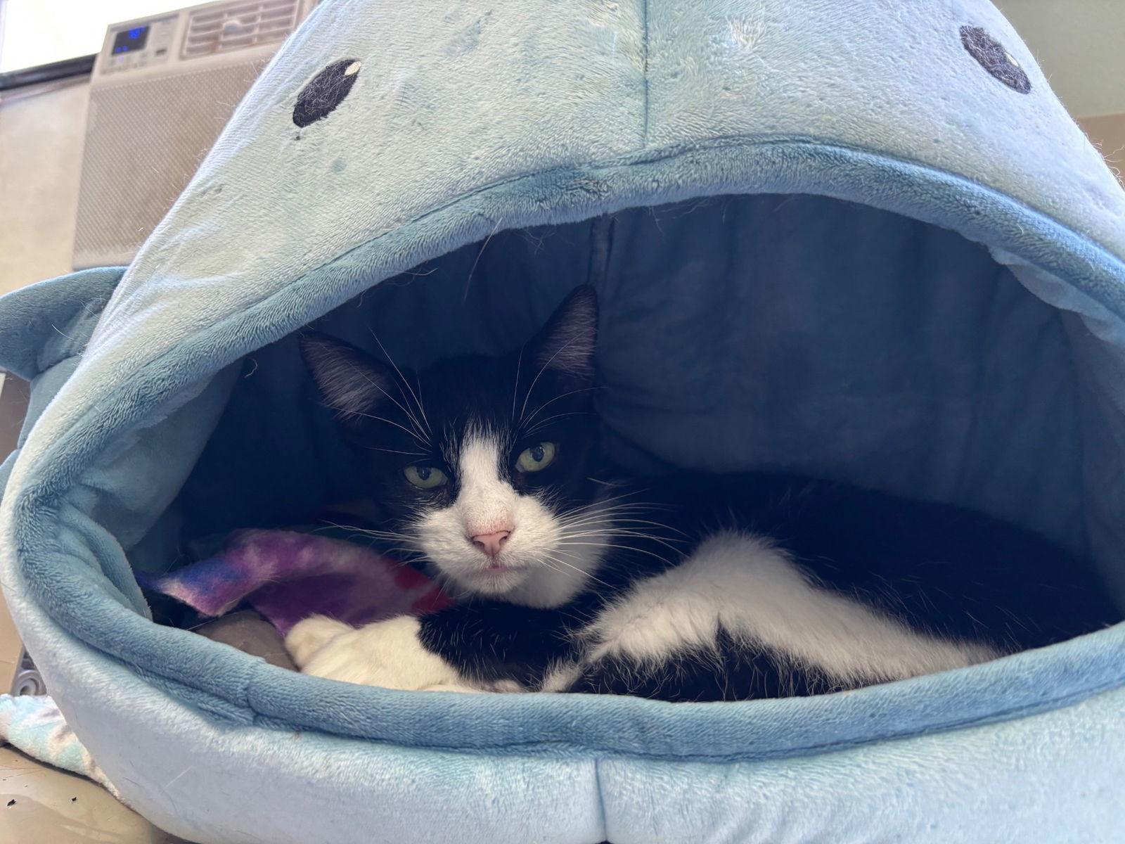 Syd, an adoptable Tuxedo in Naples, FL, 34116 | Photo Image 3