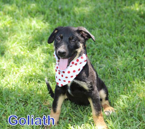 GOLIATH