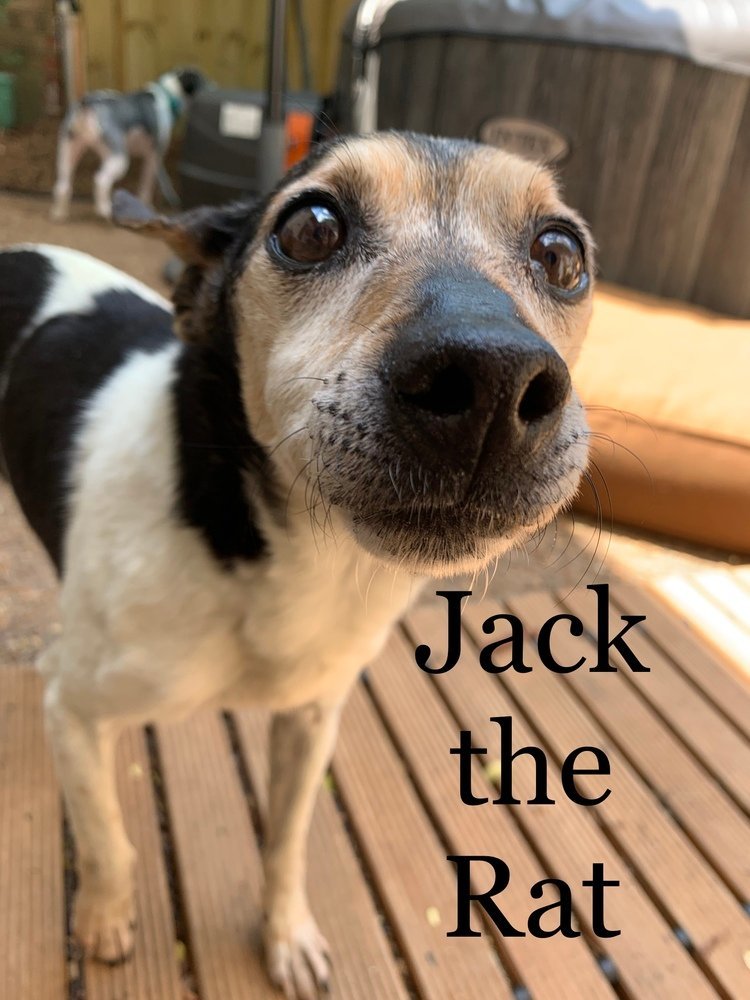 Jack the Rat~