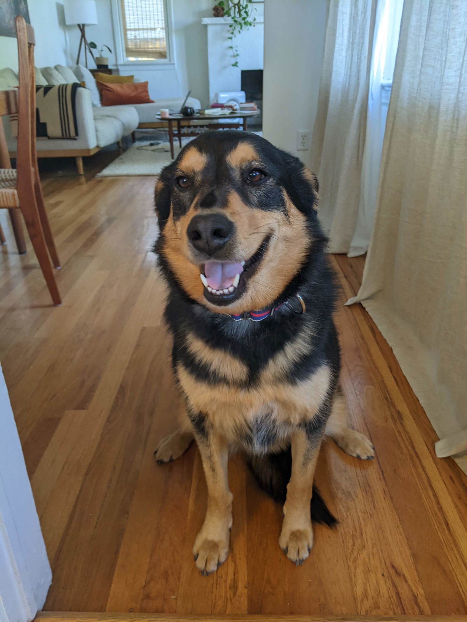 PRETTY GIRL, an adoptable Shepherd in Scottsdale, AZ, 85261 | Photo Image 1