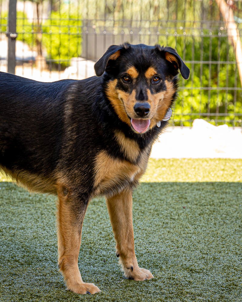 PRETTY GIRL, an adoptable Shepherd in Scottsdale, AZ, 85261 | Photo Image 2