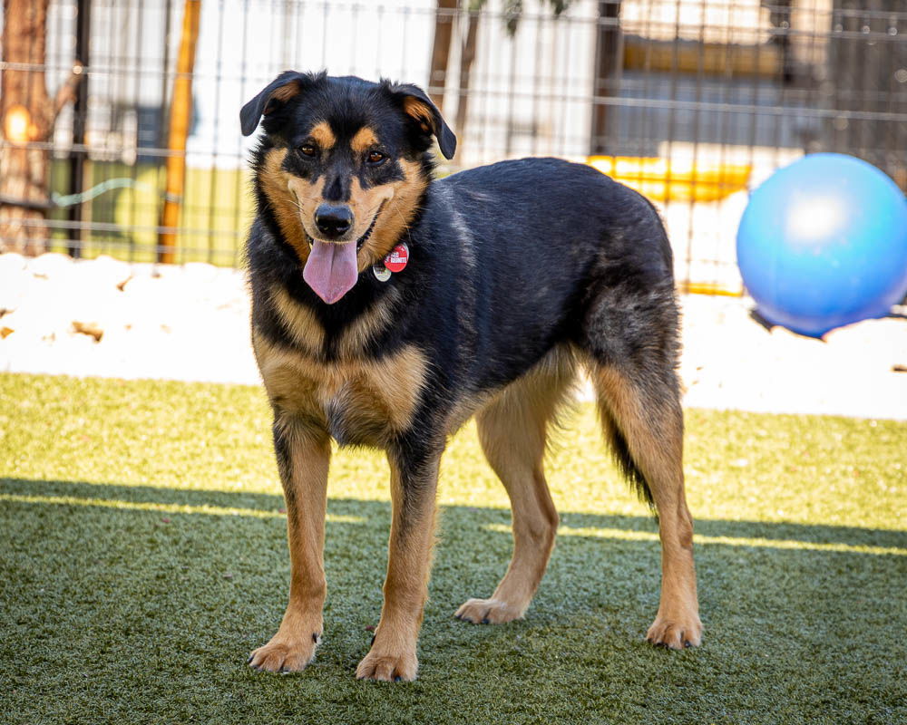 PRETTY GIRL, an adoptable Shepherd in Scottsdale, AZ, 85261 | Photo Image 3