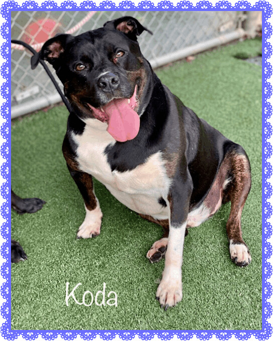 KODA (see also AVA)