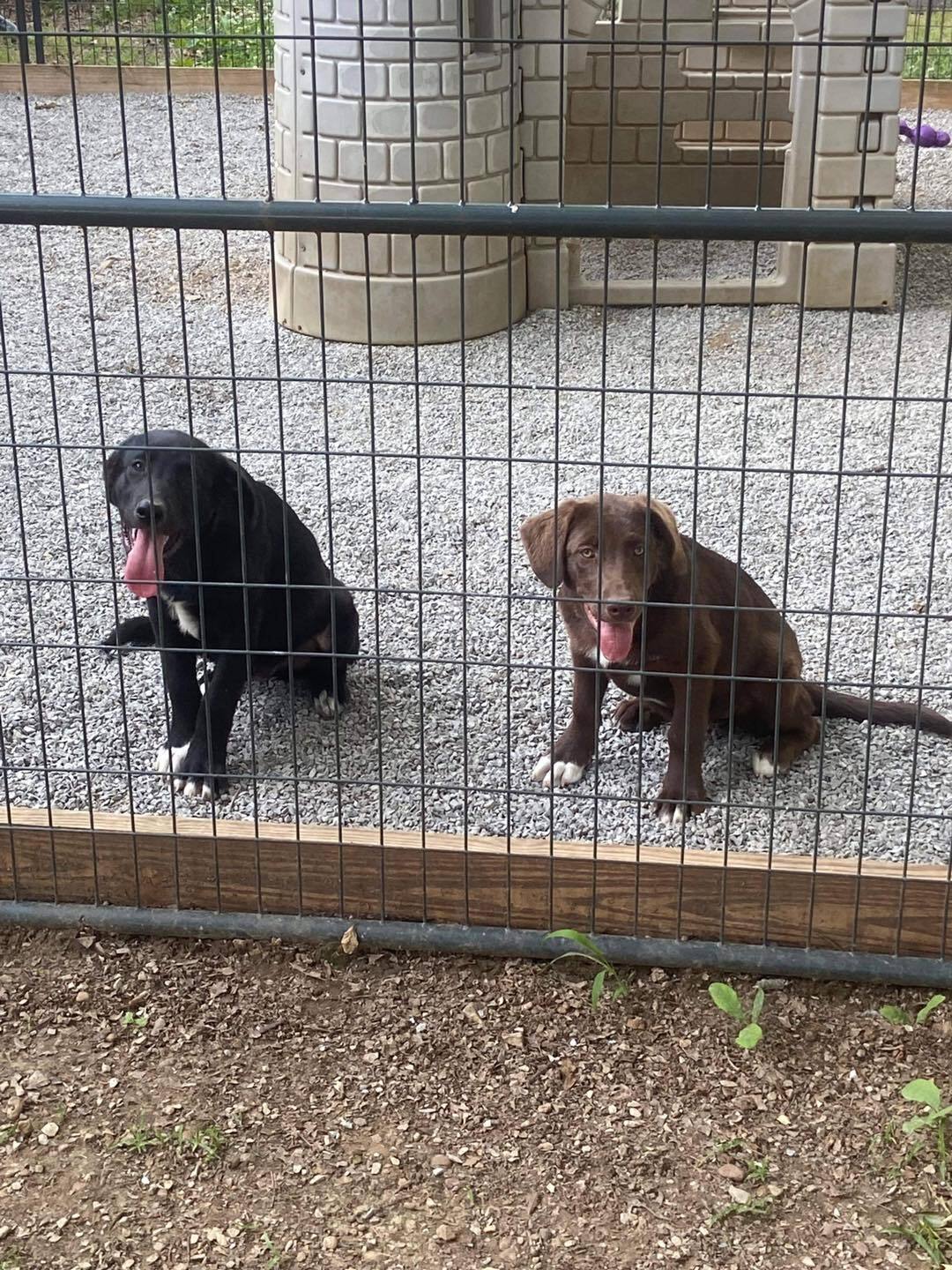 Ollie was Gibson, an adoptable Black Labrador Retriever in Mount Juliet, TN, 37122 | Photo Image 3