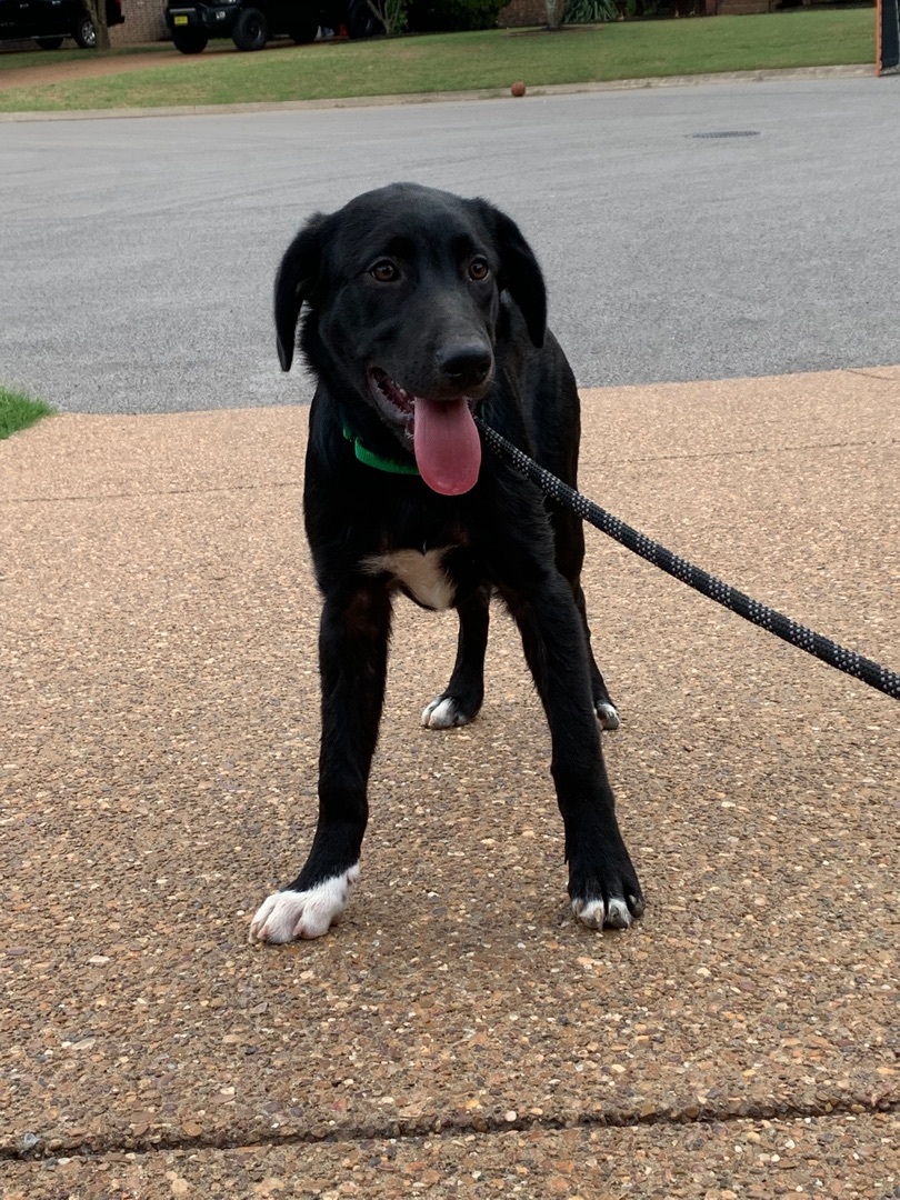 Ollie was Gibson, an adoptable Black Labrador Retriever in Mount Juliet, TN, 37122 | Photo Image 4