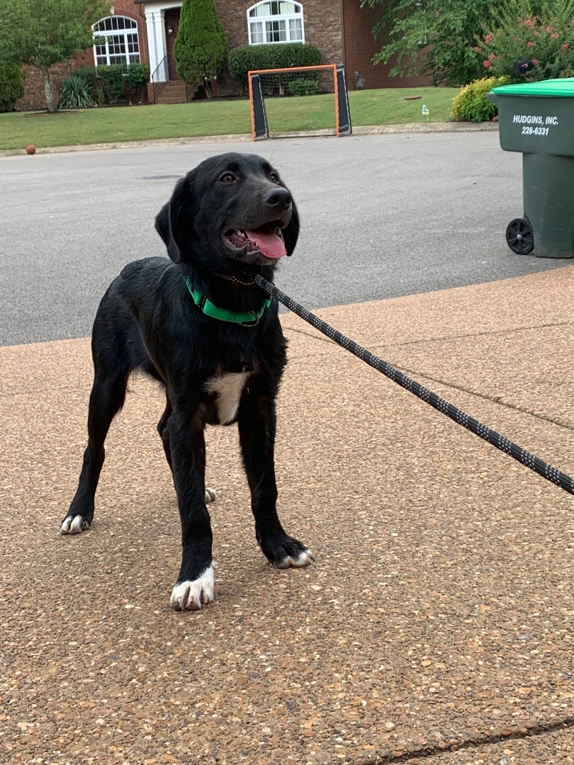Ollie was Gibson, an adoptable Black Labrador Retriever in Mount Juliet, TN, 37122 | Photo Image 5