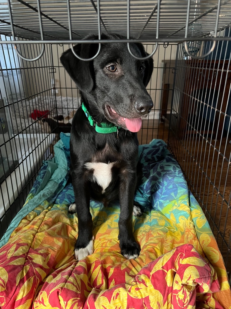 Ollie was Gibson, an adoptable Black Labrador Retriever in Mount Juliet, TN, 37122 | Photo Image 6