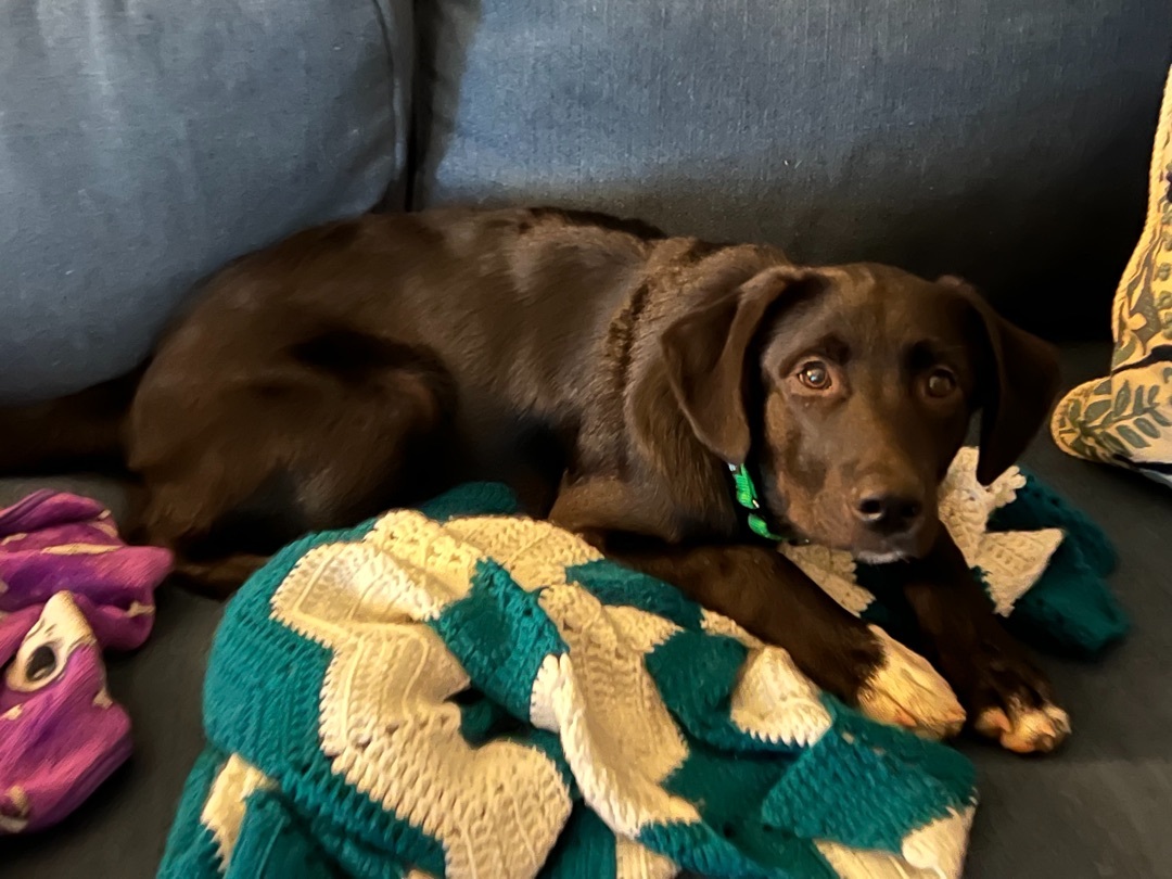Ollie was Gibson, an adoptable Black Labrador Retriever in Mount Juliet, TN, 37122 | Photo Image 7