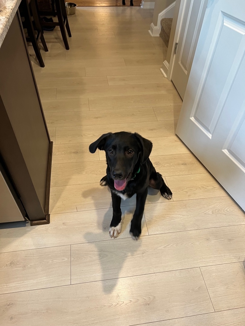 Ollie was Gibson, an adoptable Black Labrador Retriever in Mount Juliet, TN, 37122 | Photo Image 8