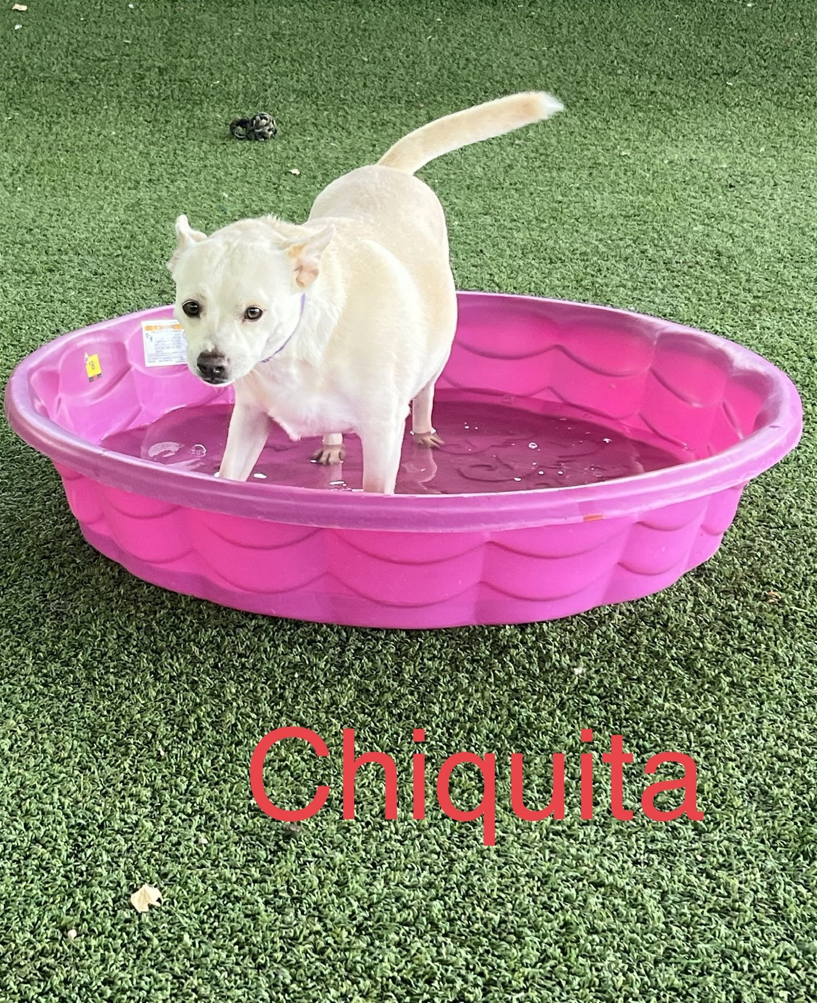 Chiquita