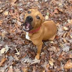 MonRoe, an adoptable Hound Mix in La Plata, MD_image-1