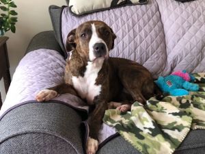 Luna B, Adult Female unknown
