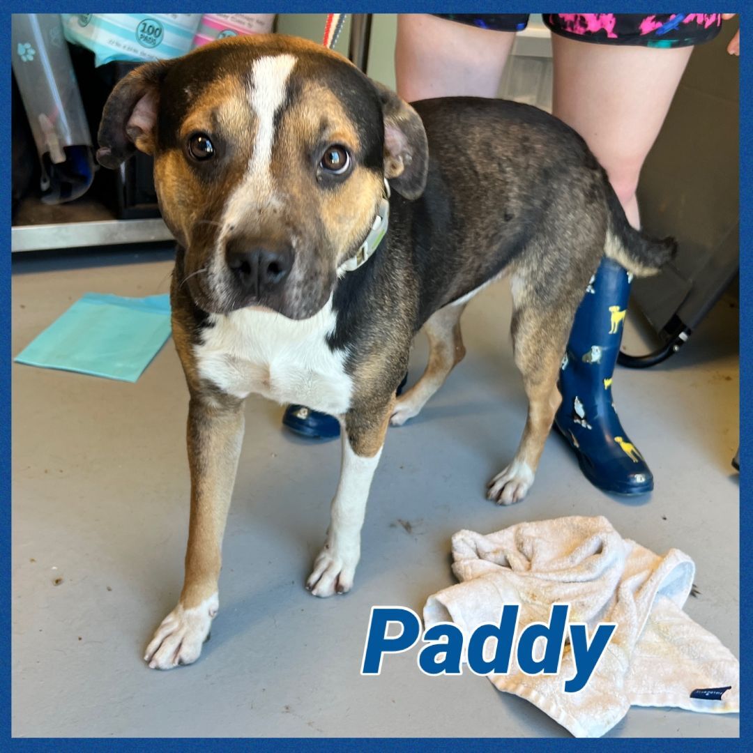 Foster Me! Paddy!