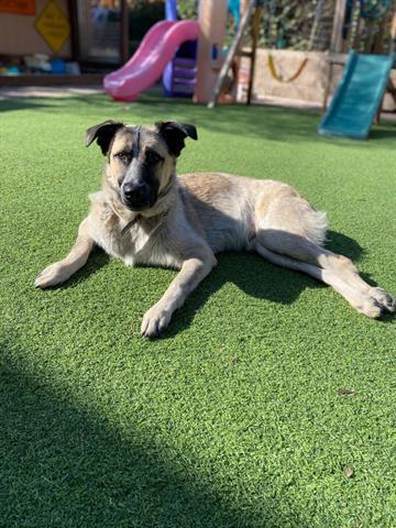 SOKKA, an adoptable Border Collie, Mixed Breed in San Martin, CA, 95046 | Photo Image 1