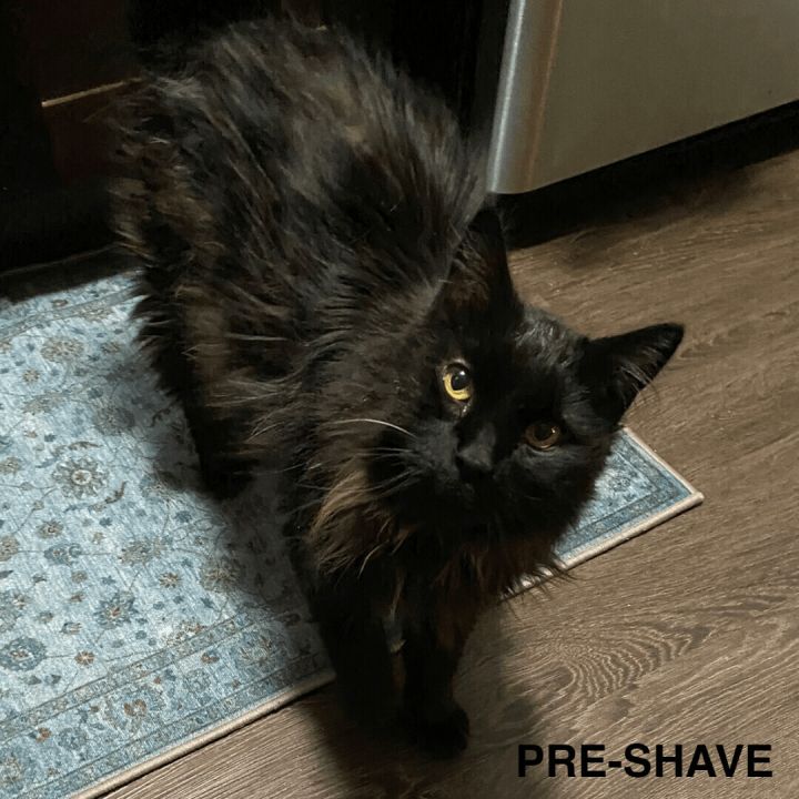 Ozzy, an adoptable Domestic Long Hair Mix in Minneapolis, MN_image-1