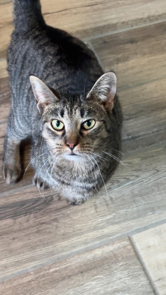 Curry, an adoptable Domestic Short Hair in Henderson, KY, 42420 | Photo Image 1