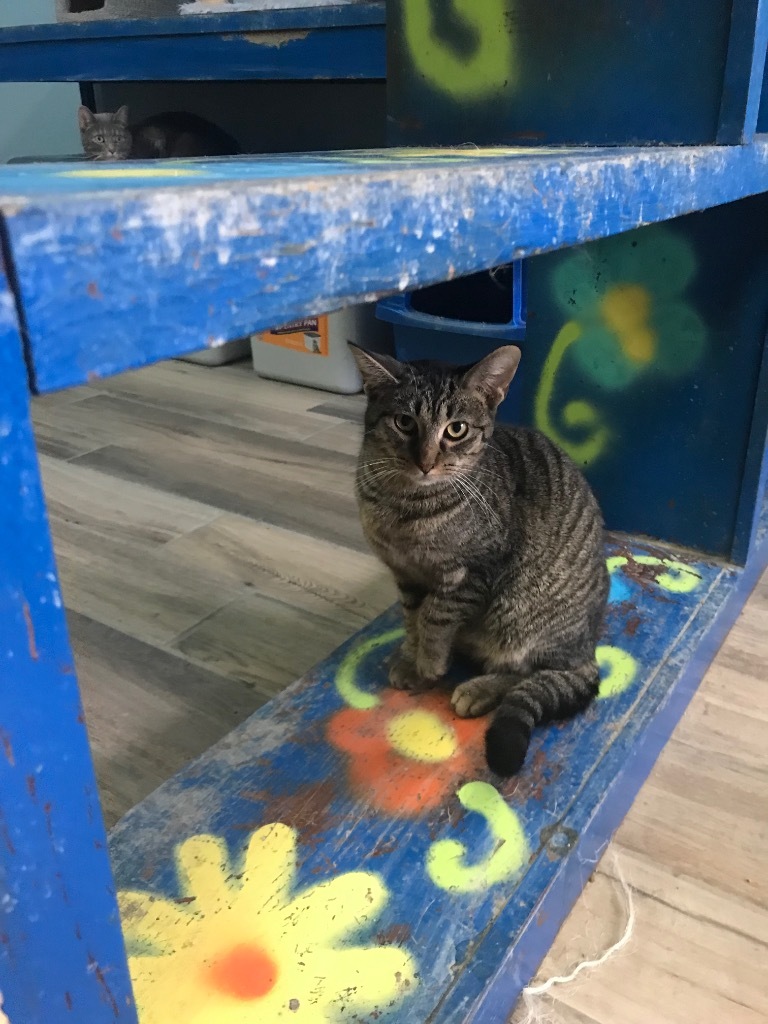 Curry, an adoptable Domestic Short Hair in Henderson, KY, 42420 | Photo Image 2