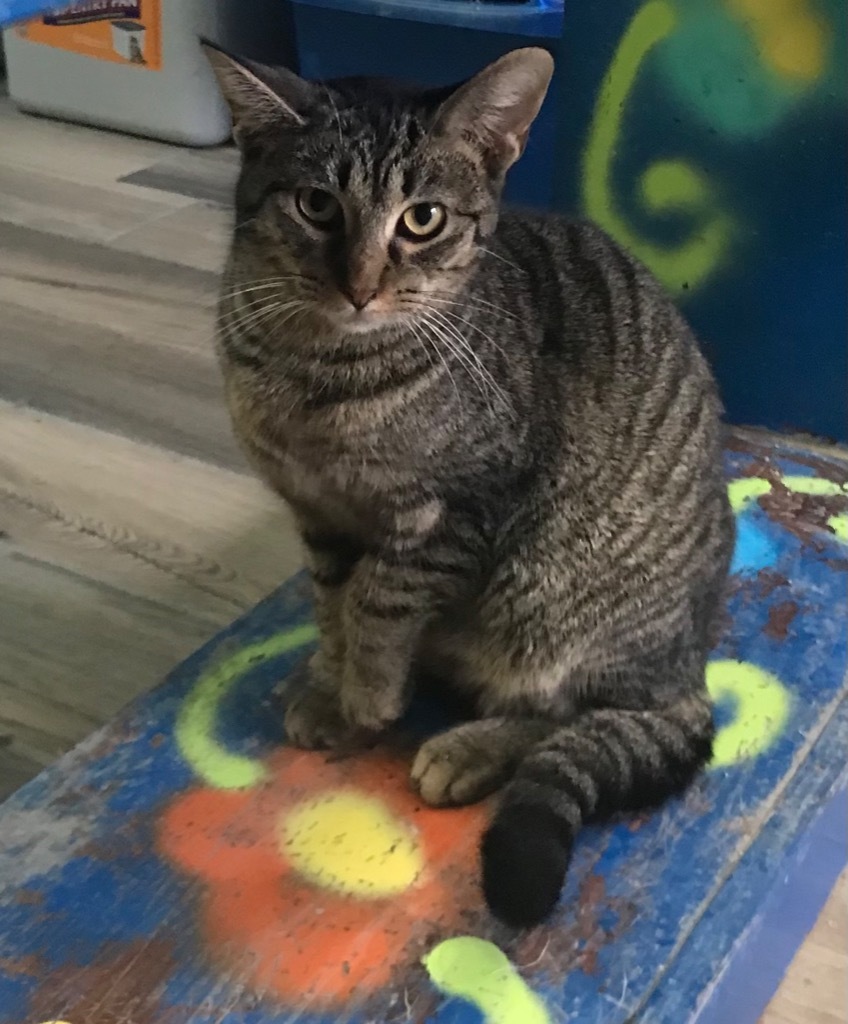 Curry, an adoptable Domestic Short Hair in Henderson, KY, 42420 | Photo Image 3