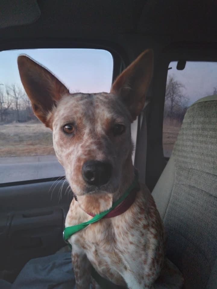 Dog For Adoption Red Heeler An Australian Cattle Dog Blue Heeler Mix In Choctaw Ok Petfinder