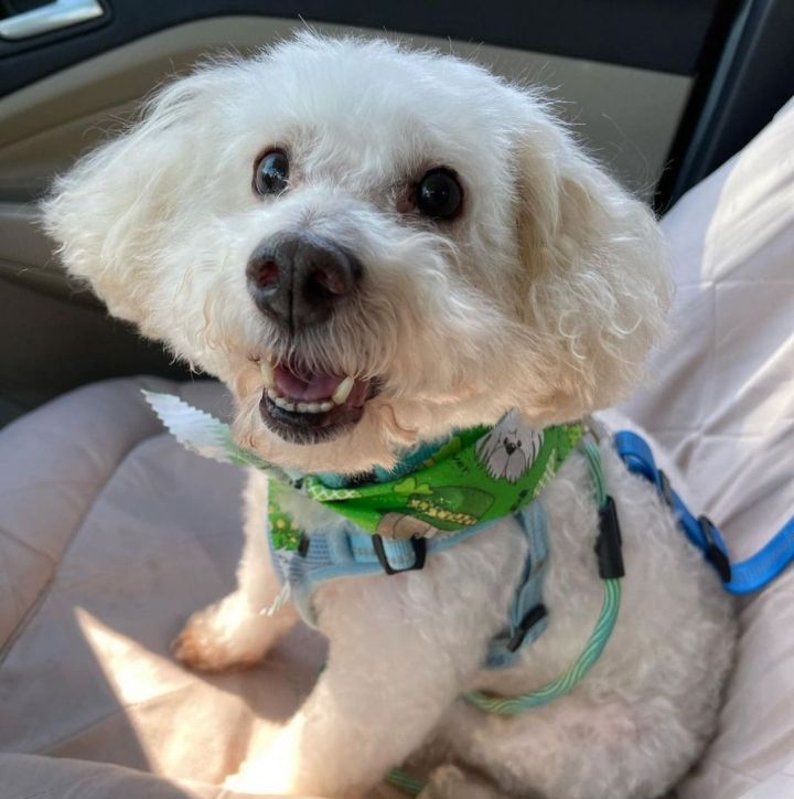 Fozzie, an adoptable Bichon Frise & Poodle Mix in Covina, CA_image-1