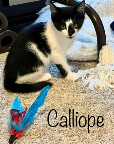 Calliope, an adoptable Domestic Short Hair in Hoover , AL_image-2