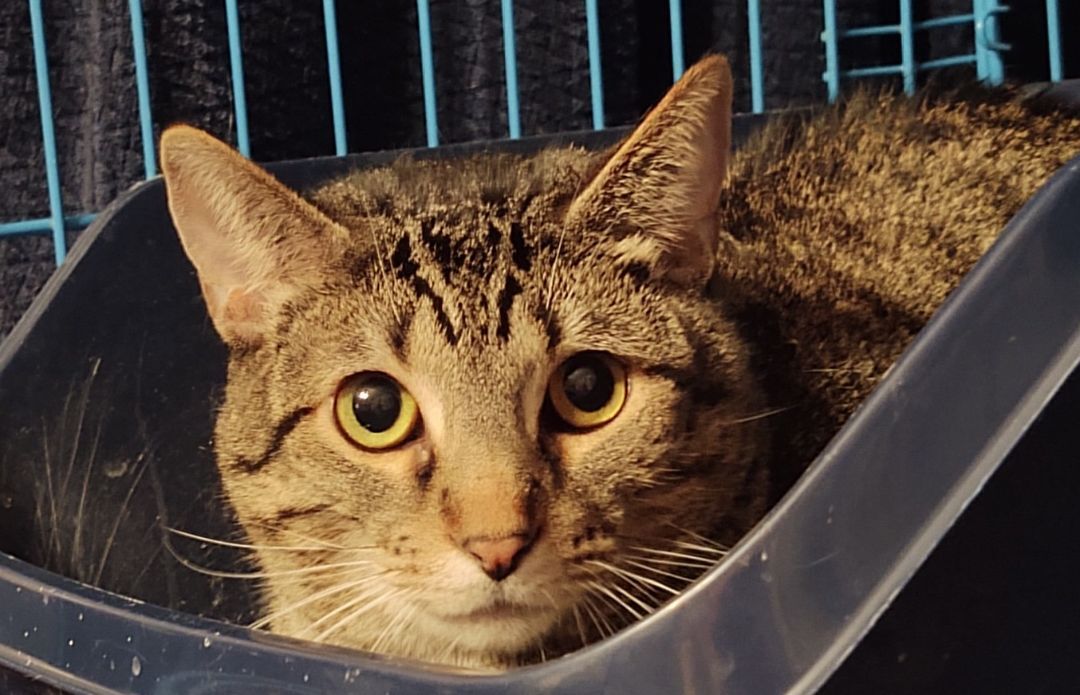 Noah, an adoptable Domestic Short Hair in Oklahoma City, OK, 73139 | Photo Image 1