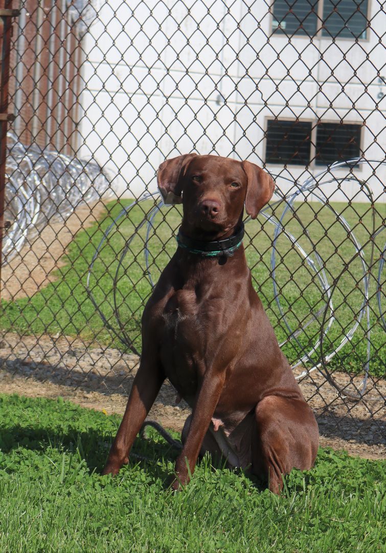 REESIE - Paws Behind Bars Trained