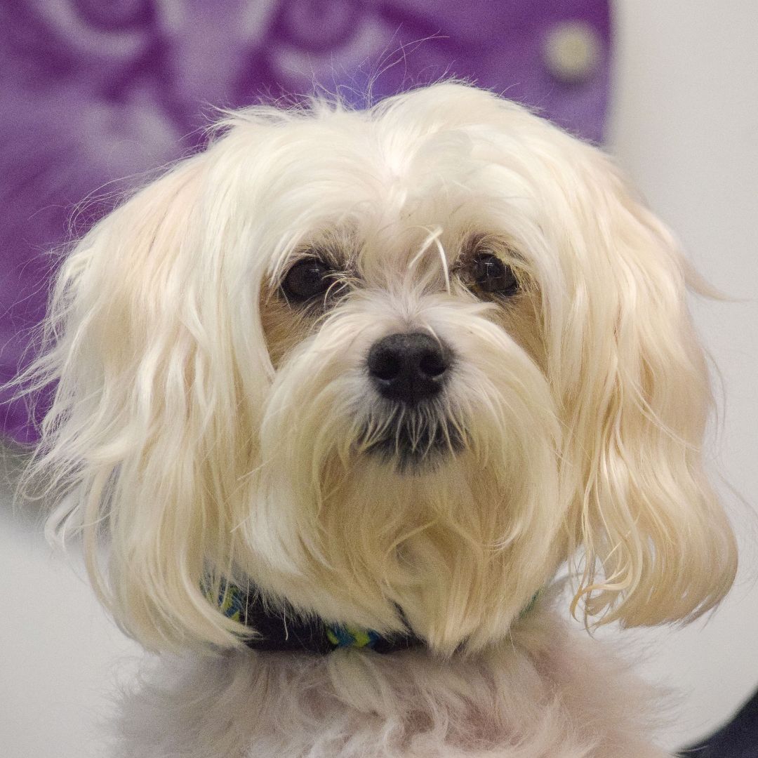 Oliver, an adoptable Maltese, Shih Tzu in Huntley, IL, 60142 | Photo Image 2