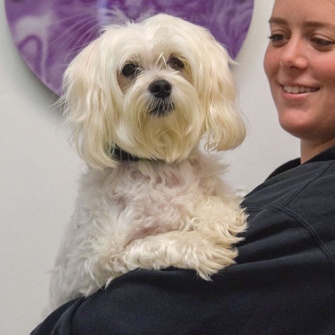 Oliver, an adoptable Maltese, Shih Tzu in Huntley, IL, 60142 | Photo Image 4