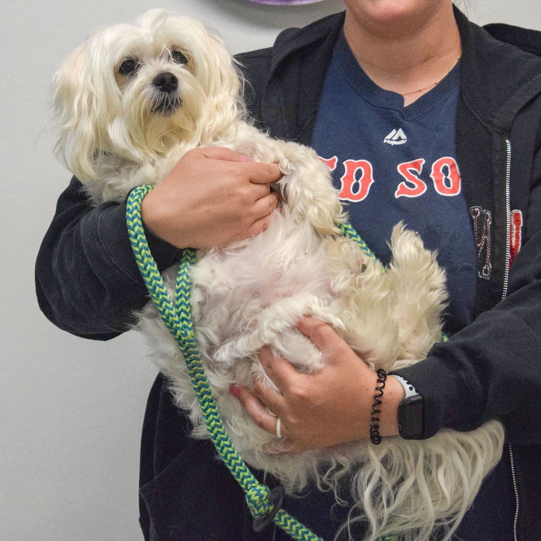 Oliver, an adoptable Maltese, Shih Tzu in Huntley, IL, 60142 | Photo Image 6