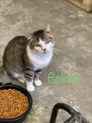 Goliath, an adoptable Domestic Short Hair in Cumberland, MD_image-3