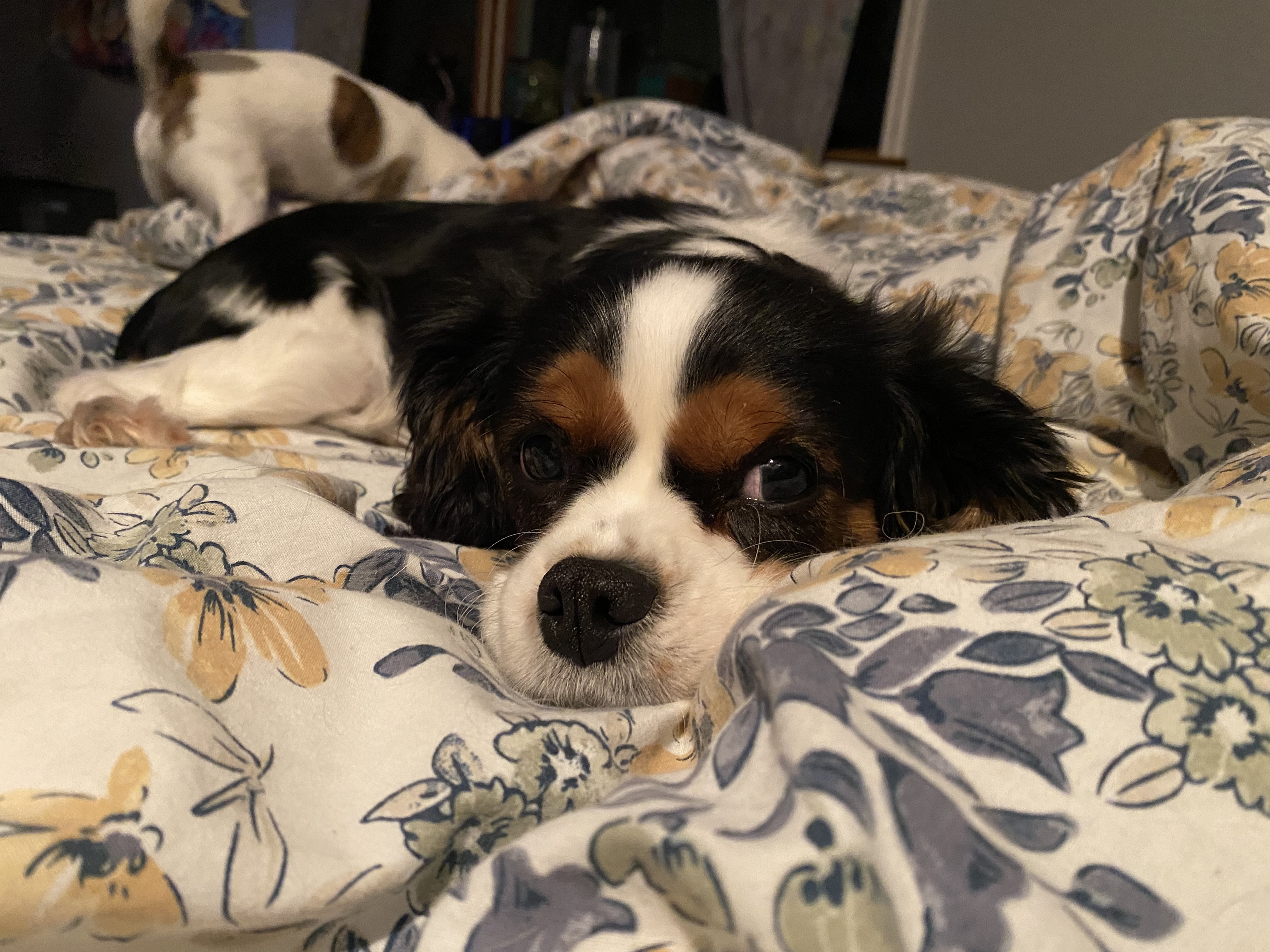 Twila, an adoptable Cavalier King Charles Spaniel in Florence, IN, 47020 | Photo Image 1