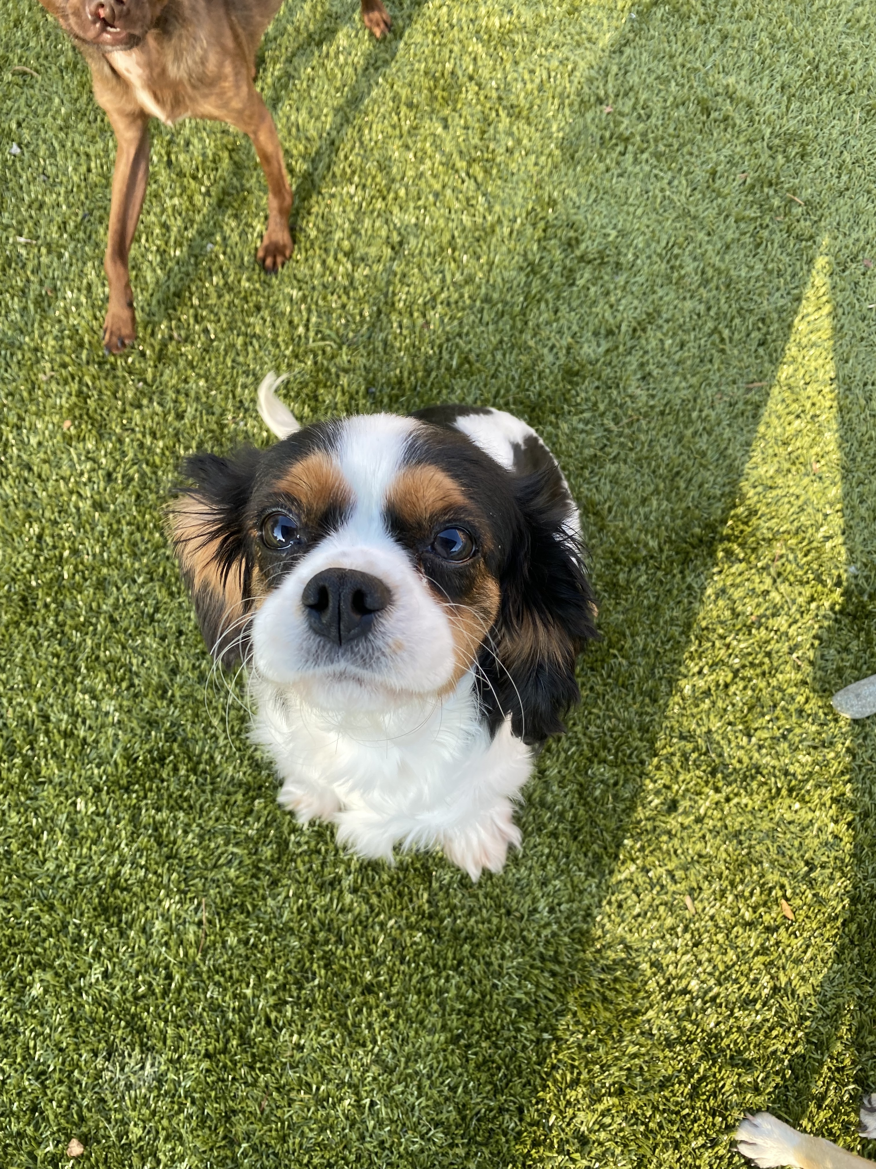 Twila, an adoptable Cavalier King Charles Spaniel in Florence, IN, 47020 | Photo Image 3