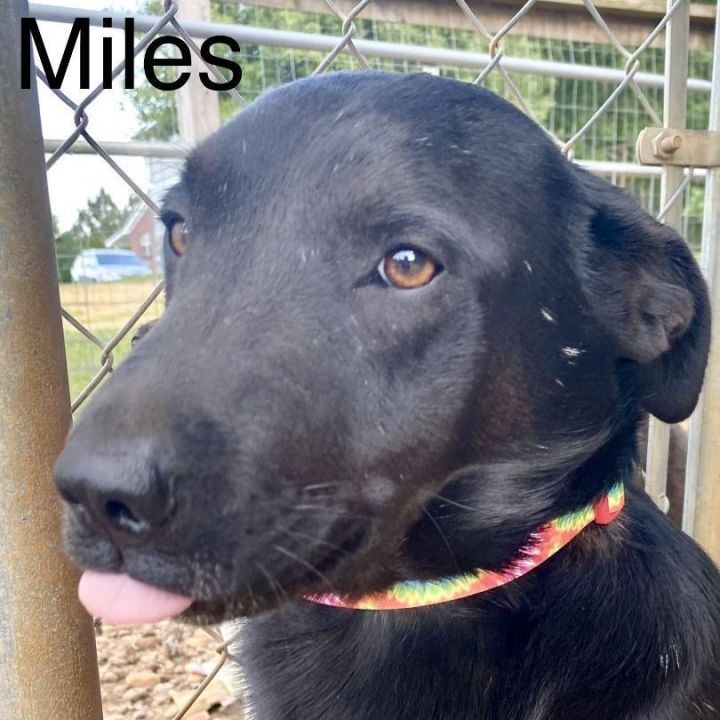 Miles, an adoptable Black Labrador Retriever & Labrador Retriever Mix in Unionville, CT_image-1