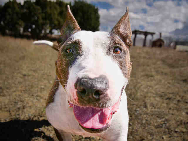 DUMPLING, an adoptable Mixed Breed in Santa Fe, NM, 87507 | Photo Image 1