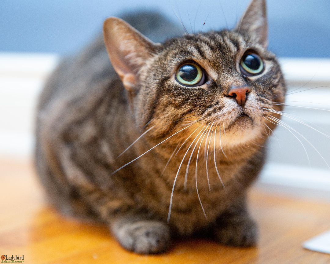 Mariana, an adoptable Domestic Short Hair, Tabby in Hamilton, ON, L9A 0A6 | Photo Image 1