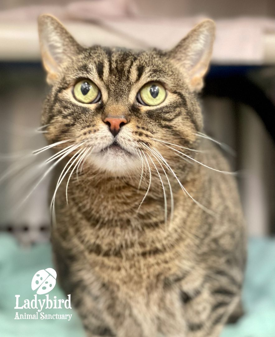 Mariana, an adoptable Domestic Short Hair, Tabby in Hamilton, ON, L9A 0A6 | Photo Image 3