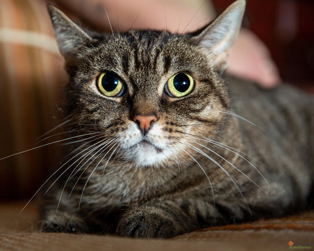 Mariana, an adoptable Domestic Short Hair, Tabby in Hamilton, ON, L9A 0A6 | Photo Image 4