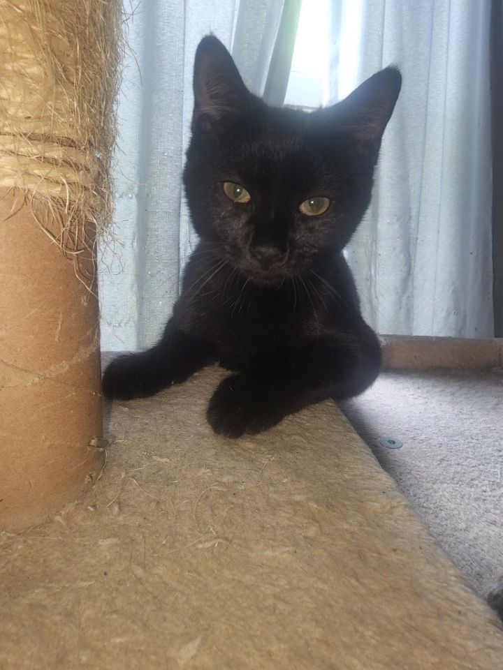 Elvira 4