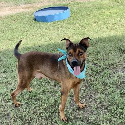 Rambo