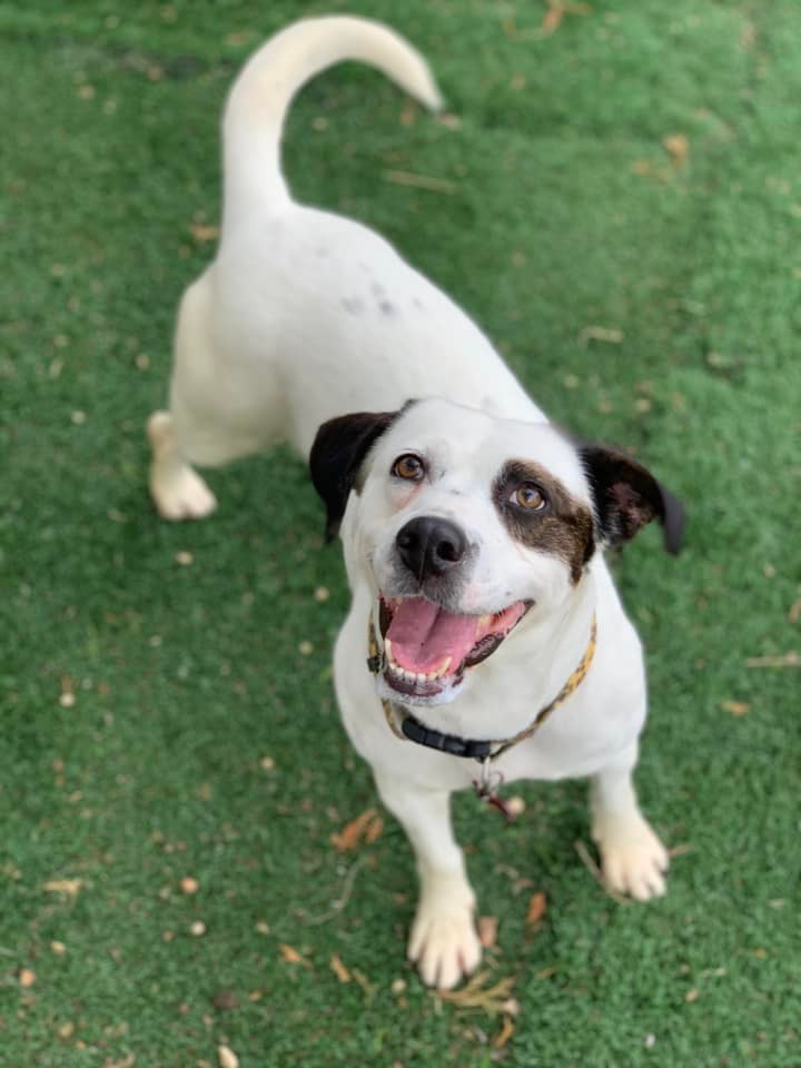 Daisy B, an adoptable Pit Bull Terrier, Beagle in Cedar Rapids, IA, 52405 | Photo Image 1