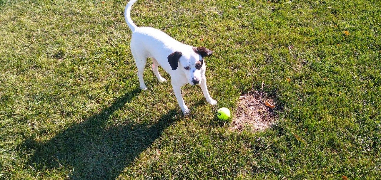 Daisy B, an adoptable Pit Bull Terrier, Beagle in Cedar Rapids, IA, 52405 | Photo Image 2