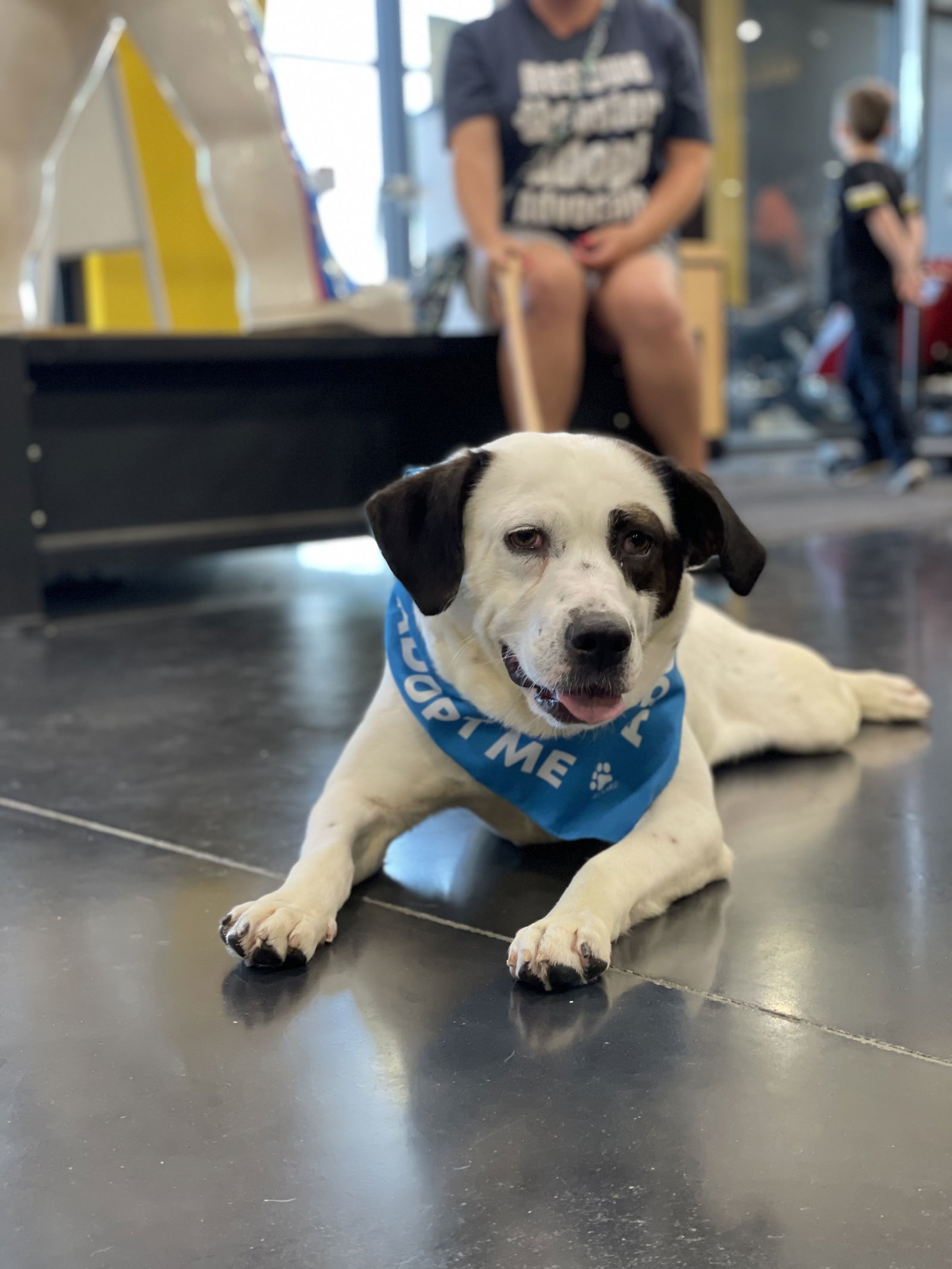 Daisy B, an adoptable Pit Bull Terrier, Beagle in Cedar Rapids, IA, 52405 | Photo Image 3