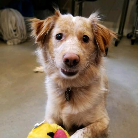 Root Beer, an adoptable Cattle Dog in Chicago, IL, 60639 | Photo Image 2